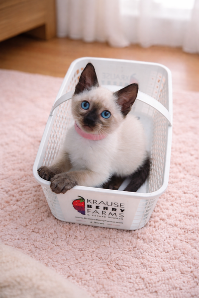 Purebred Siamese Kittens and Purebred Bengal Kittens, View more