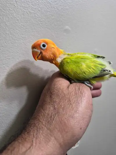 40 days old. Tame and healthy if you have experience hand-feeding you're welcome unknown gender