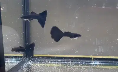 guppy black Moscow pure race, View more