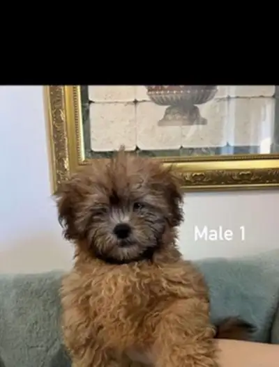 Shih Tzu mixed Bichon Frise, View more