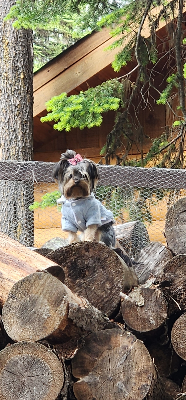 Purebred Yorkies - Only 2 boys left in Dogs & Puppies for Rehoming in Edmonton