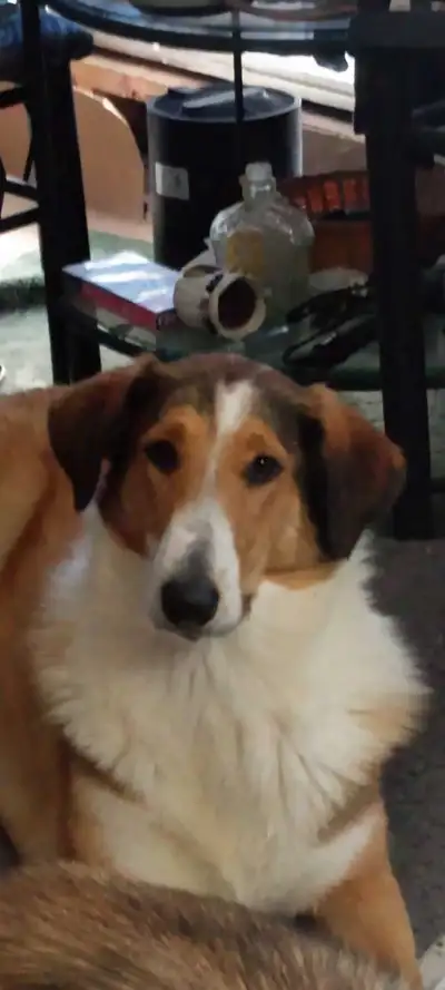 smooth coated scotch Collie, View more