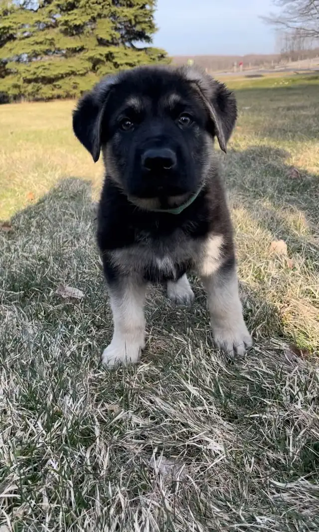 Similar to German Shepherd puppies in Dogs & Puppies for Rehoming in Oakville / Halton Region - Image 11