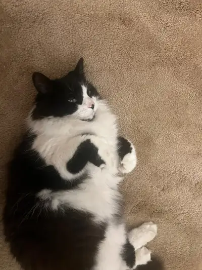 Found Cat — With collar — Bois-de-Boulogne Area, View more