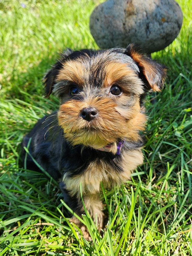 PURE YORKIE GIRLS FOR SALE♡♡ Dogs & Puppies for Rehoming Regina