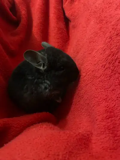 baby chinchilla, View more