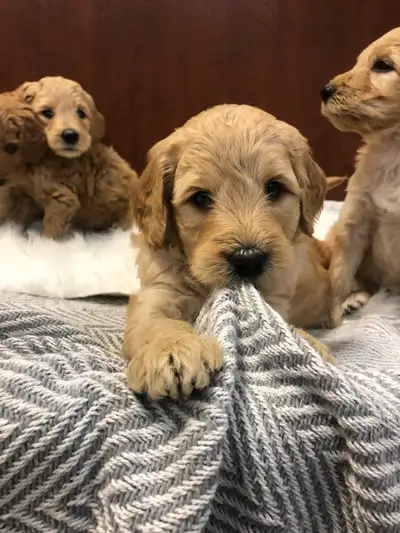 Goldendoodle puppies, View more