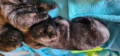 Adorable Furever Friends, View more