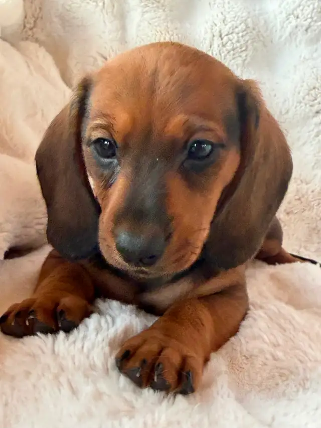 Dachshund Puppies in Dogs & Puppies for Rehoming in Vernon - Image 4