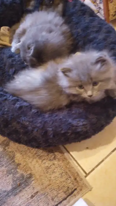 Mignons chatons à poils longs de 11 semaines prêts à être adopé., View more