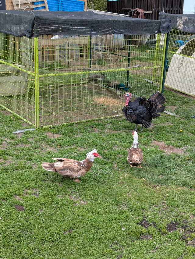 Muscovy ducks in Livestock in Quesnel