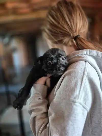 Mom is Pomeranian mix Yorkie, dad is pure Pomeranian. 12 weeks old. These adorable black puppies are...