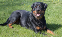 Looking to rehome my rottie