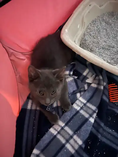 1 Cat kitten for sale , View more
