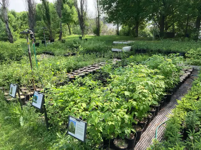 Fall Tree Planting time, container grown576949747744788481