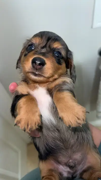 dachound puppies, View more