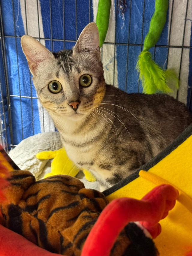 Silver Bengal Kitten  in Cats & Kittens for Rehoming in Calgary - Image 4