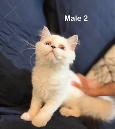 adorable Scottish Kittens, View more