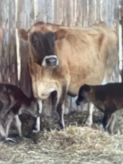 jersey cow, View more