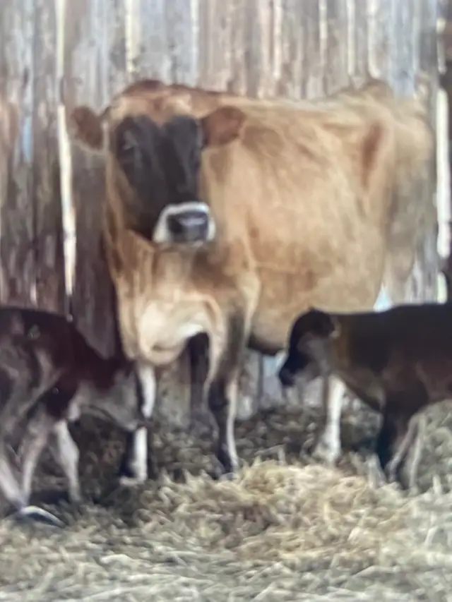 jersey cow in Livestock in Vanderhoof - Image 2