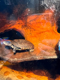Rare Pets Baby African Mud turtles freshwater reptiles sideneck
