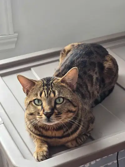 je dois malheureusement me départir de mon bengal pour raison personnel, il est vaccinné, vermifugé...