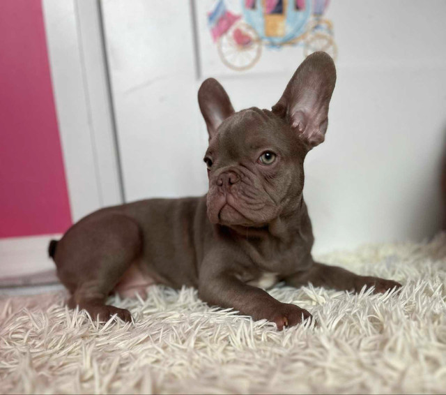 Exotic French Bulldogs in Dogs & Puppies for Rehoming in Hamilton