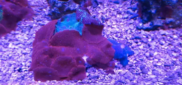 reef coral in Other in Markham / York Region - Image 7