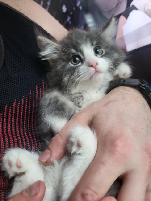 Chaton mainecoon dans Chats et chatons à adopter  à Saint-Jean-sur-Richelieu - Image 4