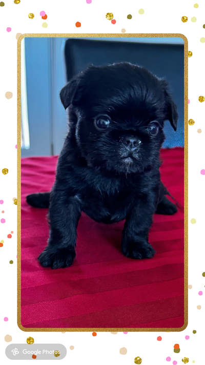 Bébés griffons bruxellois, View more