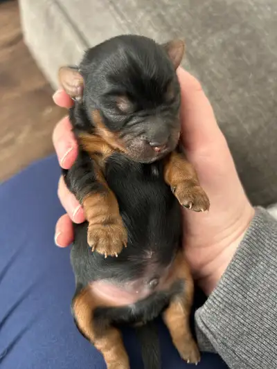 Purebred Yorkies, View more