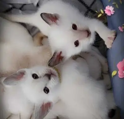 ☘️Magnifiques Chatons Siamois☘️Beautiful Siamese Bb Kittens☘️, View more