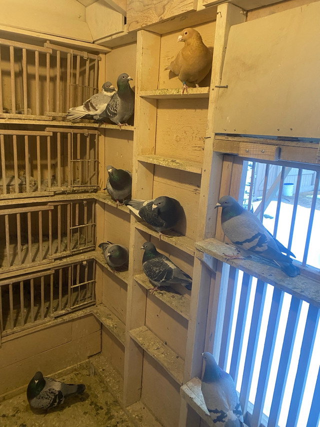 Pigeons- racing and homing pigeons in Birds for Rehoming in Calgary - Image 3