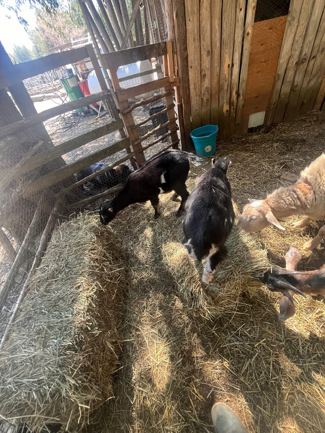 Goats- lamancha, Nigerian dwarf, and two half and half babies in Livestock in Belleville - Image 3
