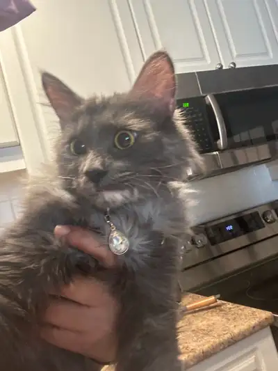 Due to owner passing looking for home for 1 year old cat, View more