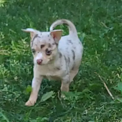 Chihuahua Puppies & 1yo, View more