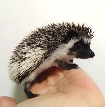 ♥Marty dark masked baby hedgehog s&p pinto boy!, View more