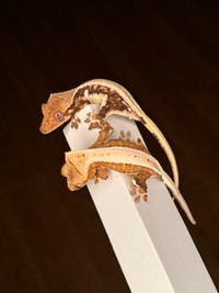 Crested Geckos 2-Pack LW’s Red & Yellow Ready To Fly!