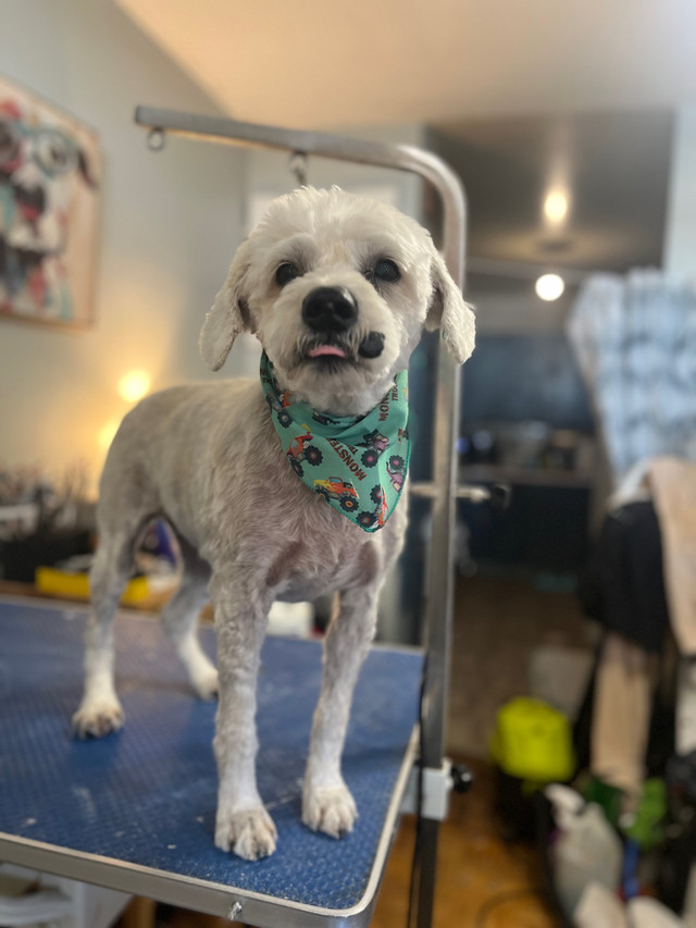 Professional Dog Groomer 647 996 3244 in Animal & Pet Services in Mississauga / Peel Region - Image 2