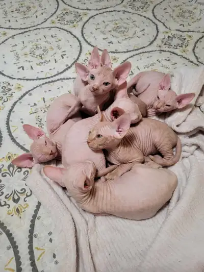 adorable chatons shynx femmelles , View more