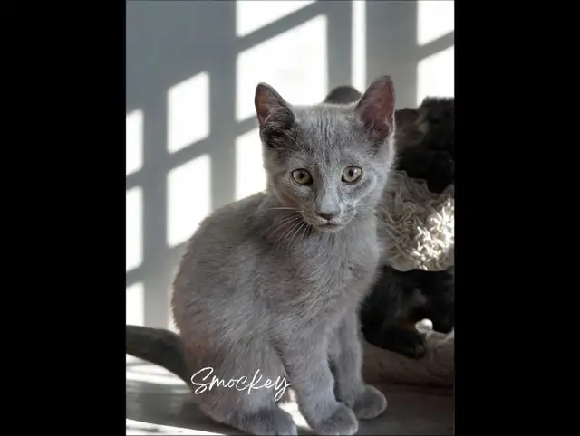 Chatons croisés Bleu Russe Sibérien in Cats & Kittens for Rehoming in Longueuil / South Shore - Image 3