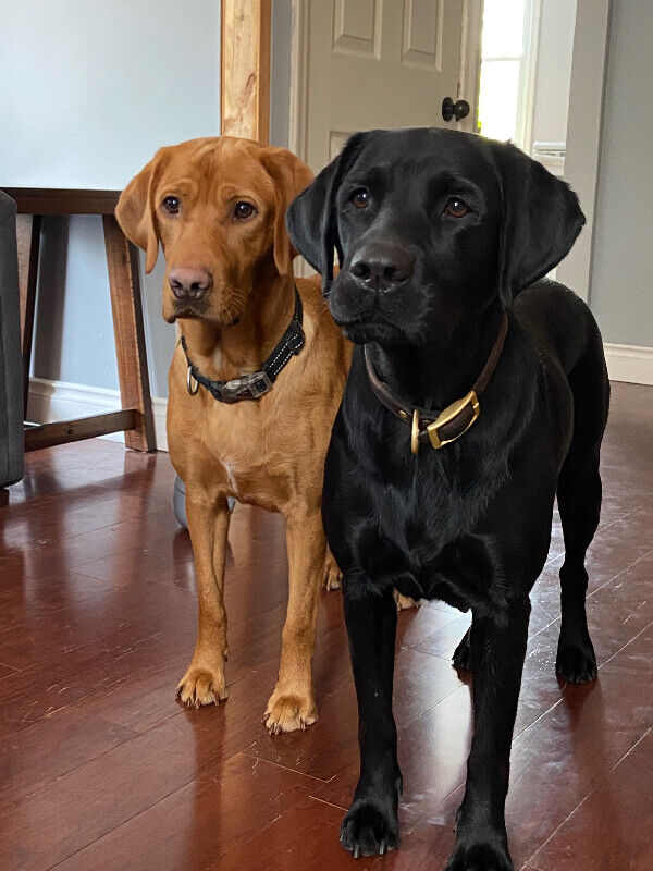 3 male Ckc registered red lab puppies available Dogs & Puppies for