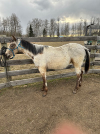 Registered Yearling Buckskin Appaloosa 