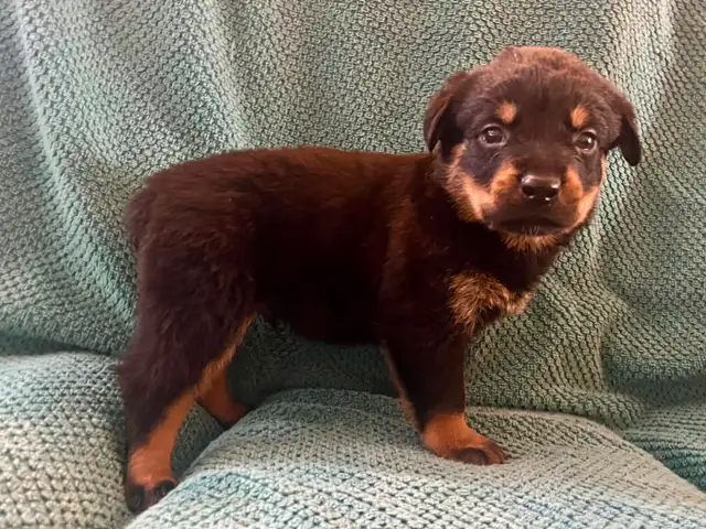 Gorgeous Rottweiler Puppies in Dogs & Puppies for Rehoming in City of Toronto - Image 7