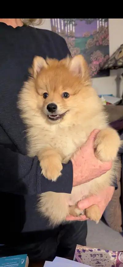 Fox Face Pomeranian Puppy, 9weeks old, View more