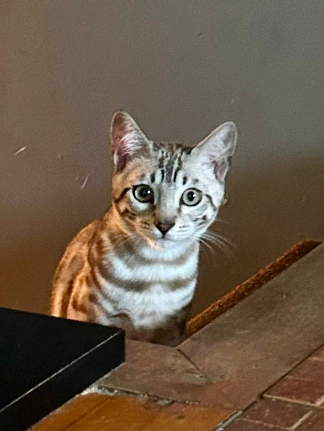 Chatons bengal dans Chats et chatons à adopter  à Lanaudière - Image 2