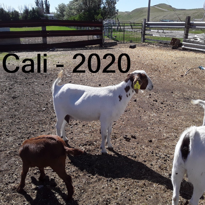 Commercial Meat Goat Does Livestock Lethbridge Kijiji