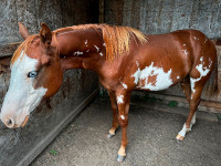 Two year old APHA gelding **ACCEPTING OFFERS*