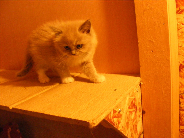3 Ragdoll Girls in Cats & Kittens for Rehoming in Belleville - Image 2