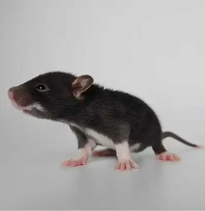 MALE Fancy Rat Pups | 7 Left, View more